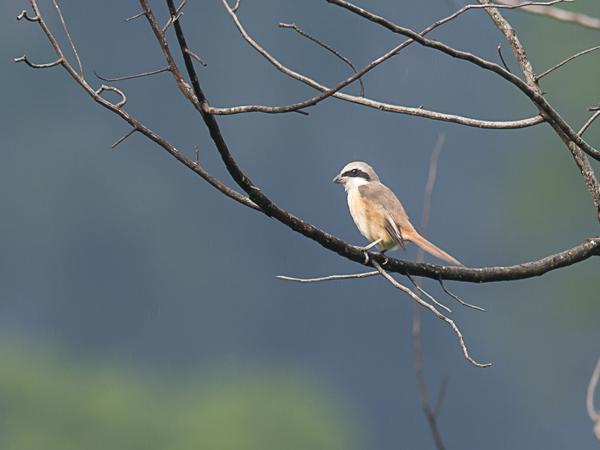 <h3><a href="/trips/srilanka/biota/animalia/chordata/aves/040 passeriformes/048 laniidae/lanius cristatus/lanius cristatus-nl.html">Lanius&nbsp;cristatus</a> / Brown&nbsp;shrike / Bruine&nbsp;klauwier</h3>NIKON D500 met AF-S Nikkor 300mm f/2.8G IF-ED VR II, 1/250 sec  bij F6.3, ISO 250, afstand 29.8&nbsp;m